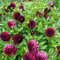 Dahlia x 'Black Diamant'